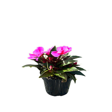 IMPATIENS X HA COLORPOWER LAVENDER FLAME