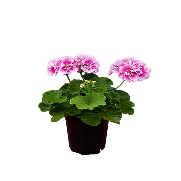 Geranium 5" Pot