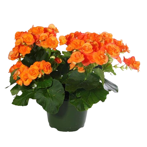Bégonia 