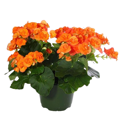 Bégonia 