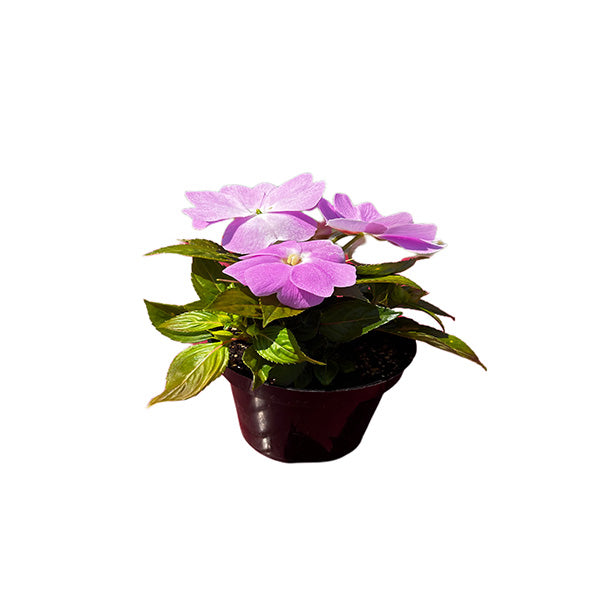 Impatiens Colorpower