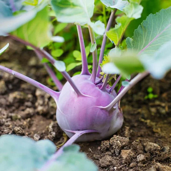 RARETÉ VIOLETTE - Graines de chou-rave à pollinisation libre