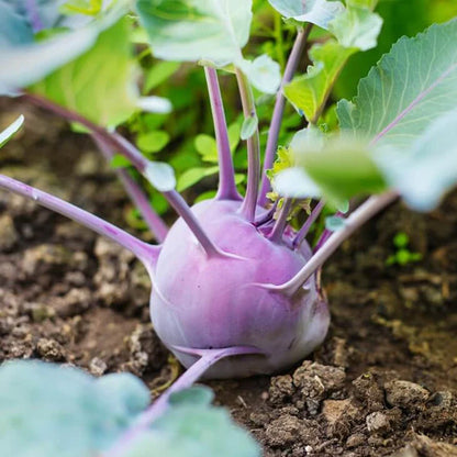 RARETÉ VIOLETTE - Graines de chou-rave à pollinisation libre