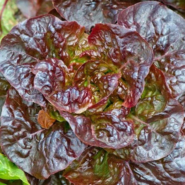 LA CROIX ROUGE - Graines de laitue beurre à pollinisation libre