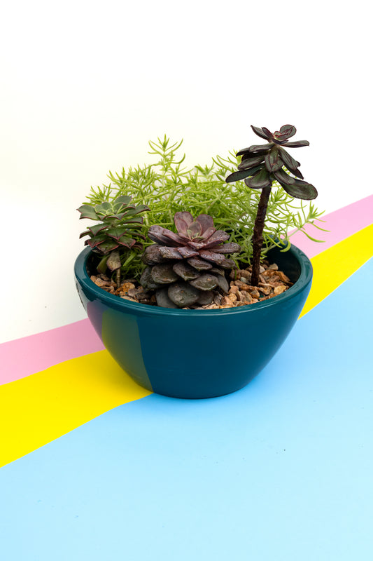 Composition de succulentes - 5