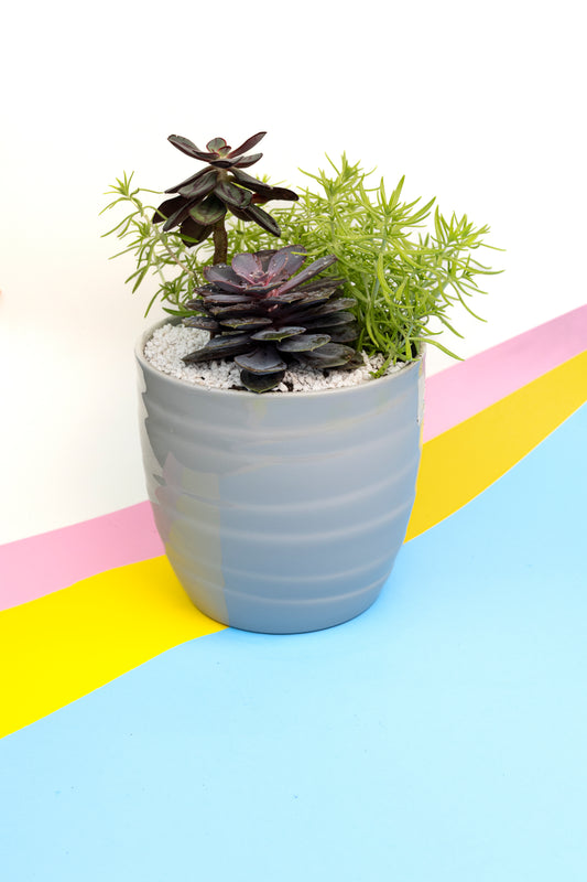 Composition de plantes grasses - 4