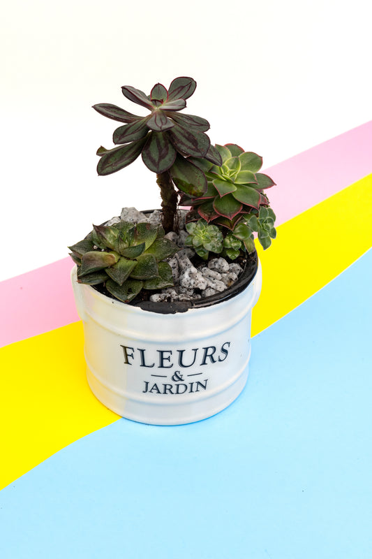 Composition de succulentes - 6