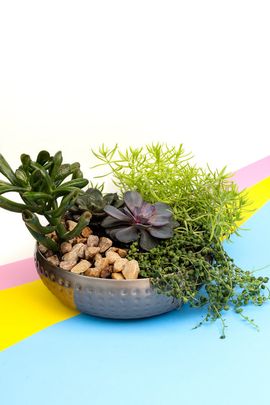 Composition de succulentes - 2