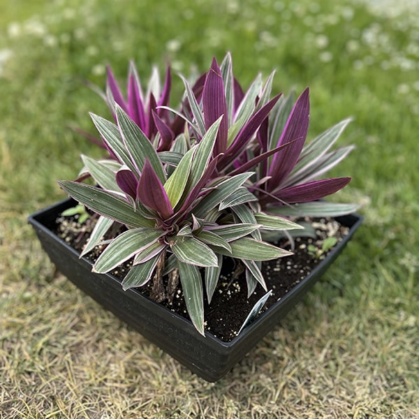 Tradescantia « Spathacea Rhoeo »