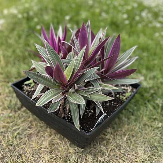 Tradescantia “Spathacea Rhoeo”