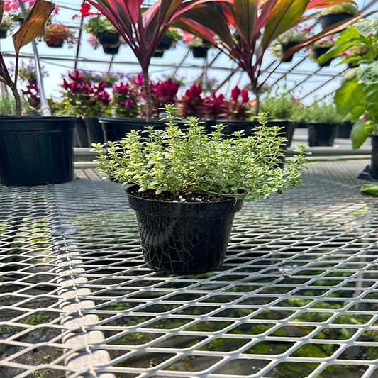 Thym citron panaché pot 4,5"