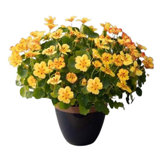 Tropaeolum