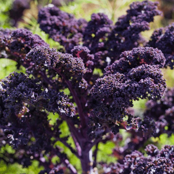 Kale Hub Redbor