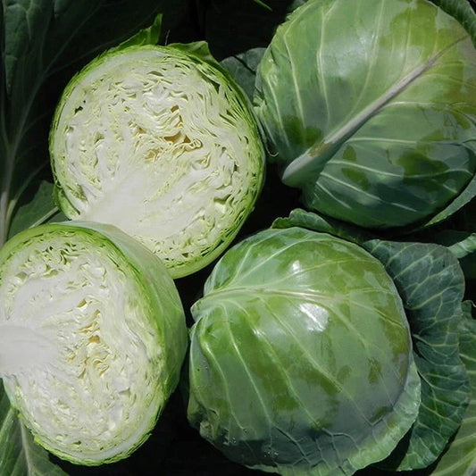 Summer Cabbage Kilagreg Green