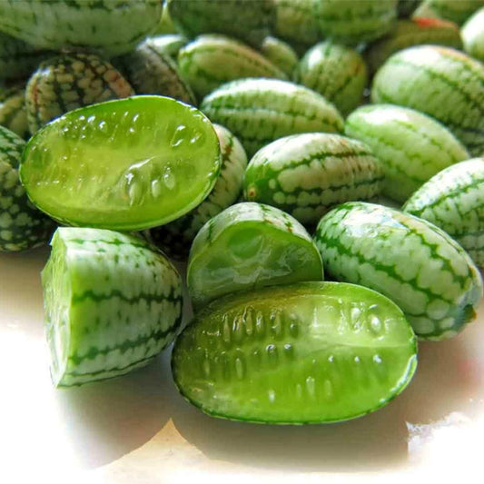 Concombre-Melon-Souris