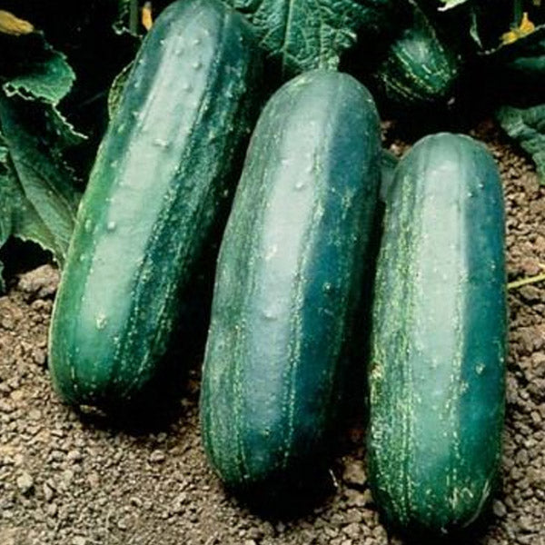 Pickling Cucumber Hyb Eureka