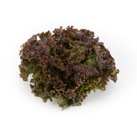Laitue Feuille de Chêne Rouge Ruby Sky Germe/Enrobé