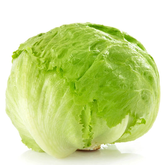 Head Lettuce Prestige Germplus/Coated