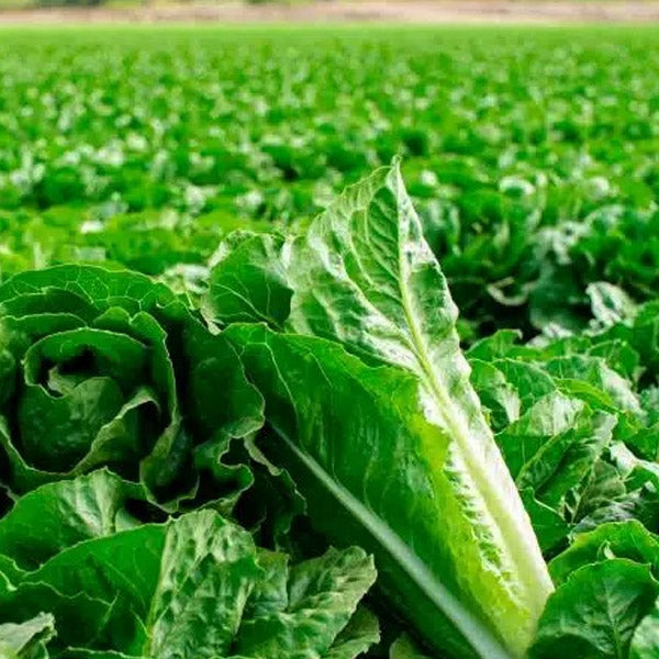 Romaine Lettuce Blue Rock Green