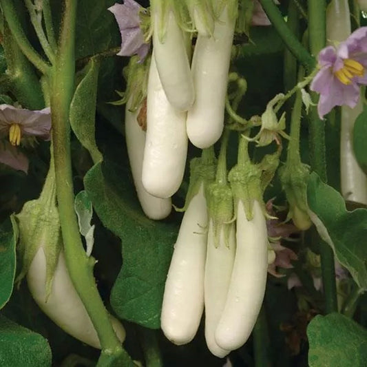 Eggplant Hyb Gretel White Untreated