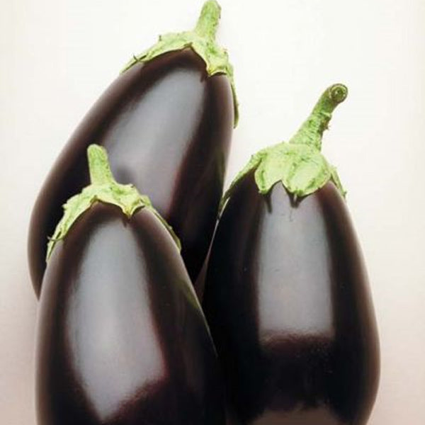 Eggplant Hyb Night Shadow Untreated