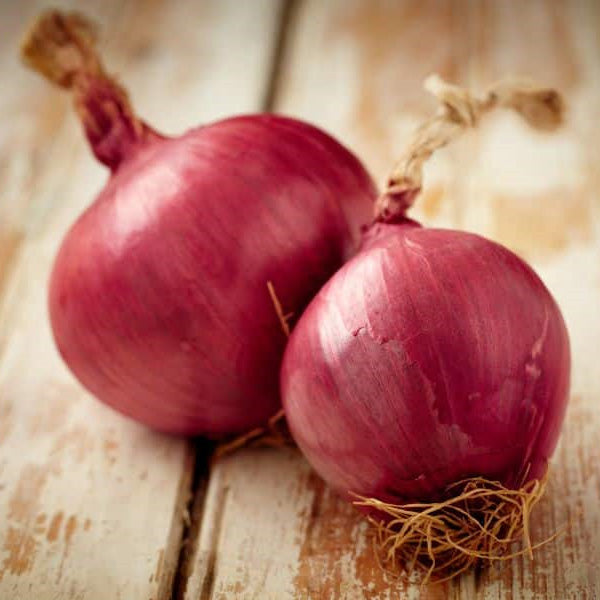 Onion Hyb Monastrell Red Germplus/Coated