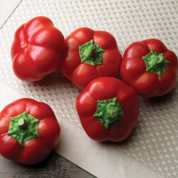 Poivron doux hybride « Right On Red » (Fromage hongrois)