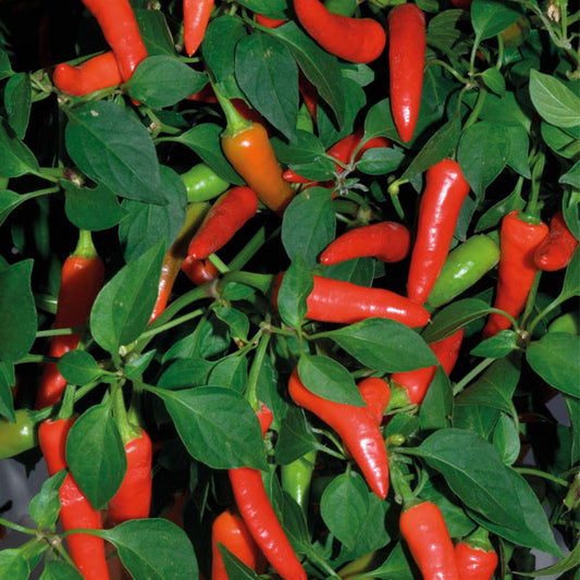 Piment fort hybride 'Super Chili Red' non traité
