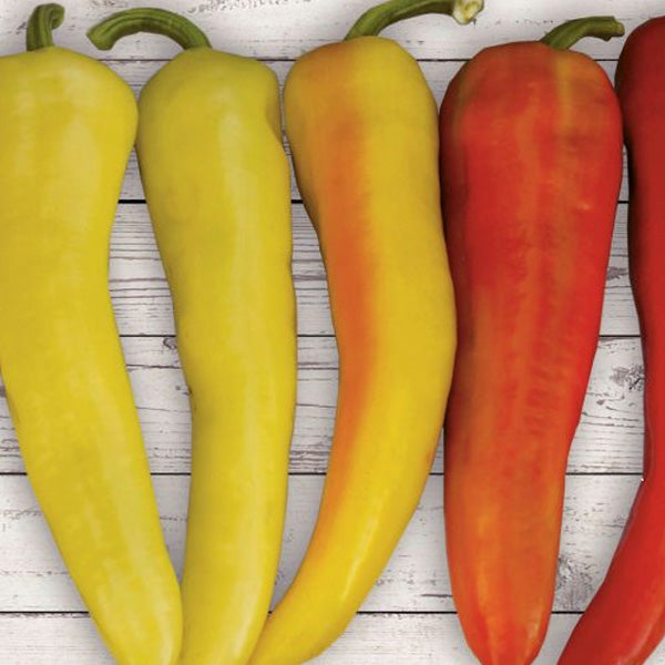Hot Pepper Hyb Hot Sunset Yellow