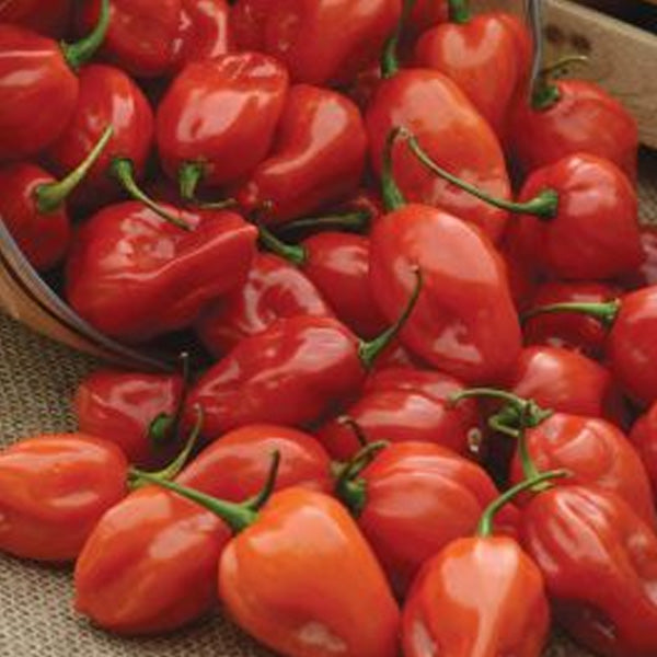Hot Pepper Hyb Primero Red (Habanero) Unt