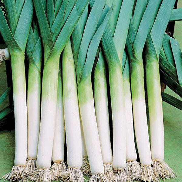 Leek Lancelot Coated