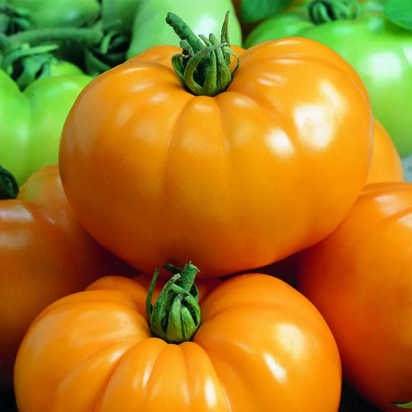 Tomato Hyb Chef'S Choice Yellow