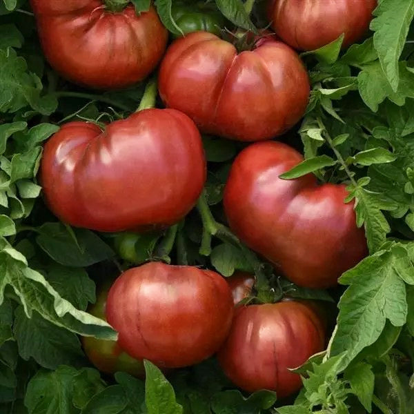 Tomato Hyb Darkstar Purple
