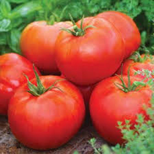 Tomate Hyb Primo Red