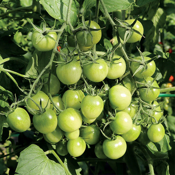 Tomato Hyb Mountain Spring