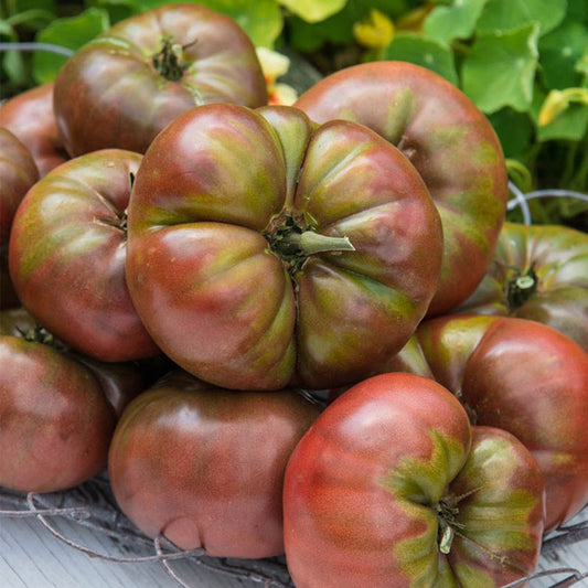 Tomate Mariage Hyb Cherokee Carbon