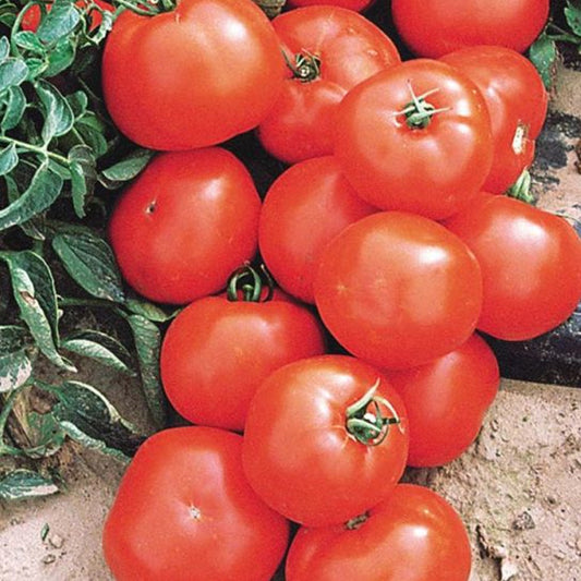 Tomato Hyb Florida Red