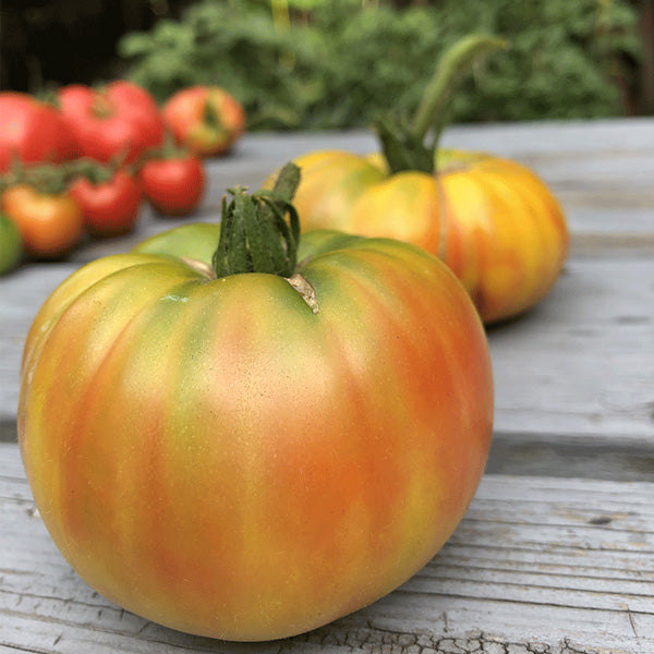 Tomate Hér.Allemande Rayée Rouge/Jau.Ind