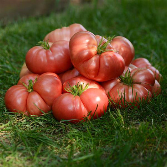 Tomate ancienne hybride Mariage Hyb Big Brandy