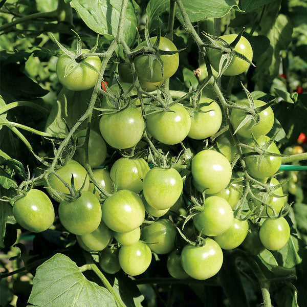 Tomate cerise hybride Sungreen