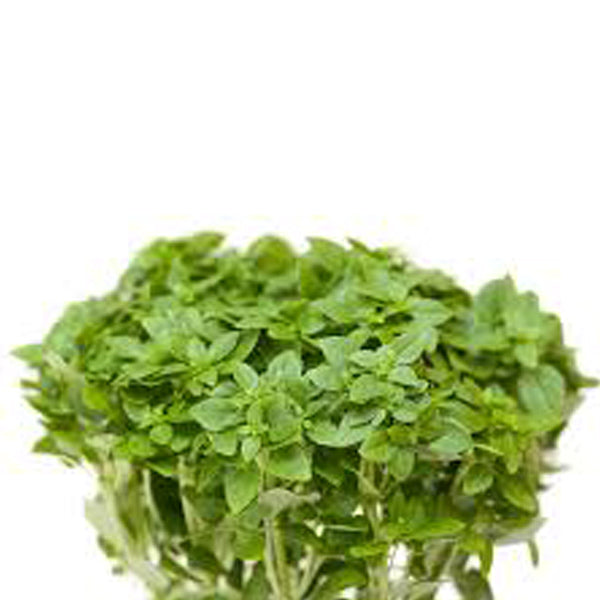 Basil Greek Untreated