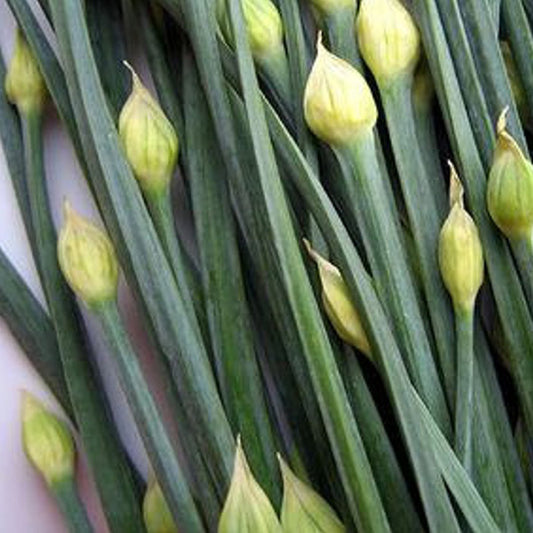 Garlic Chive