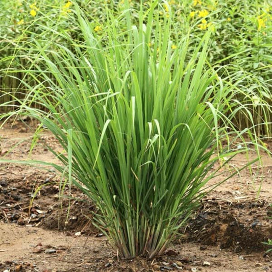 Citronnelle Germplus pot de 4,5 po