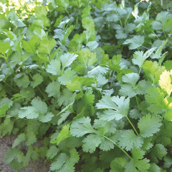 Coriandre Marino biologique en pot de 4,5 po