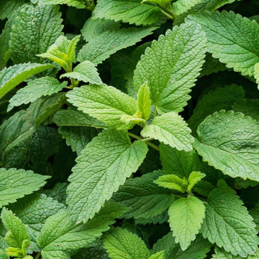 Spearmint 4.5" Pot