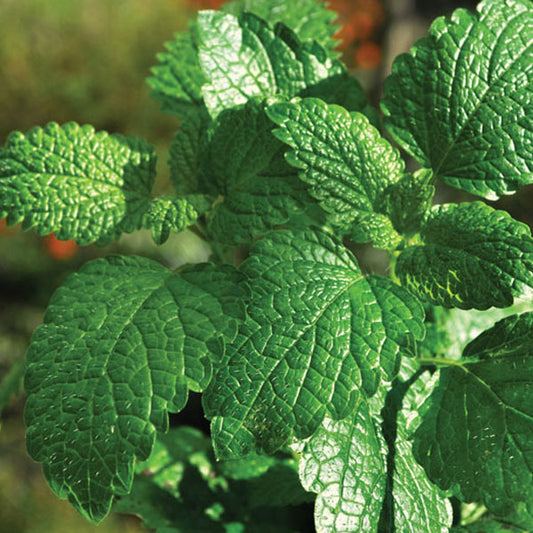Peppermint 4.5" Pot