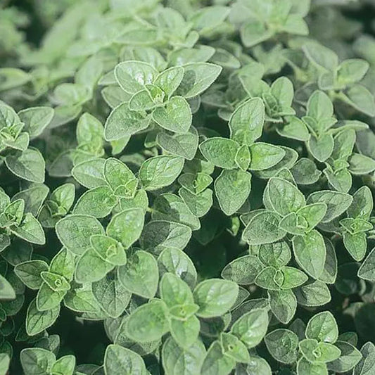 Oregano Greek 4.5" Pot