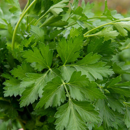 Menthe poivrée droite Pot de 4,5 po