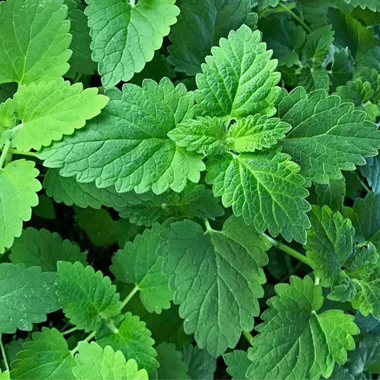 Thym français Orangelo Pot de 4,5 po