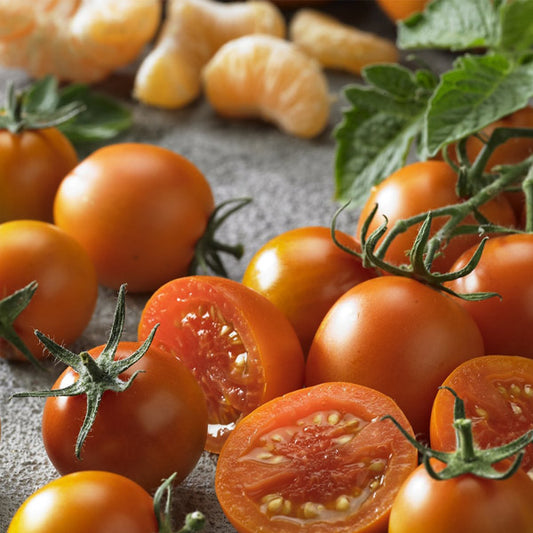 Tomate Hybride Tutti Frutti Mandarin